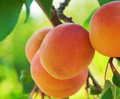 Головні правила посадки і догляду за сортом абрикоса Цунамі