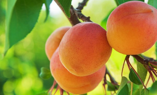 Описание и характеристика абрикоса сорта Лель, правила посадки и особенности ухода