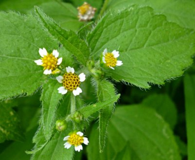 Бур'ян американка: опис і властивості