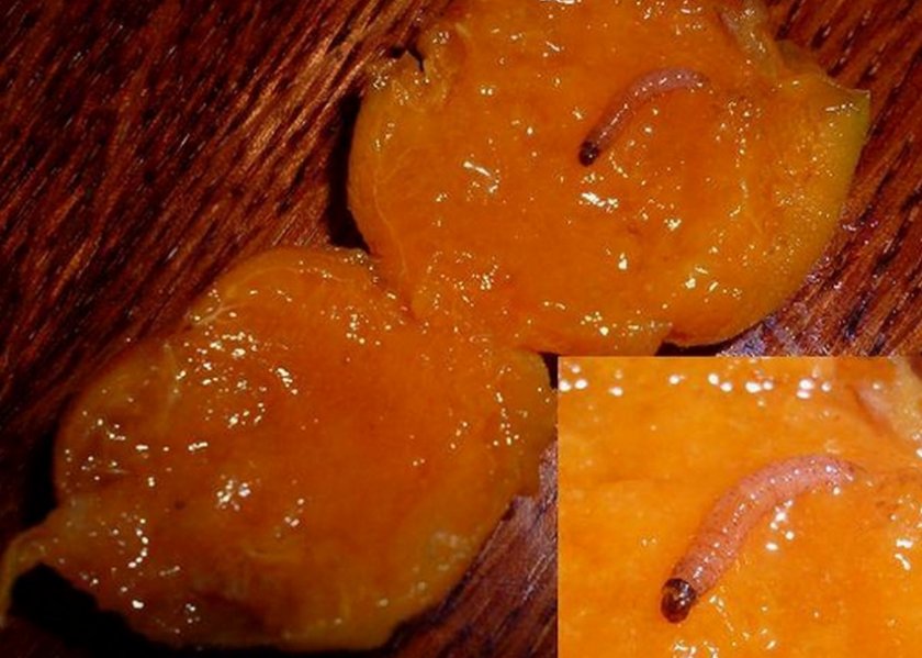 Плодожорка Плодожорка