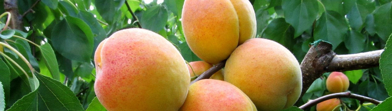 Особливості вирощування абрикоса Монастирський і догляду за ним