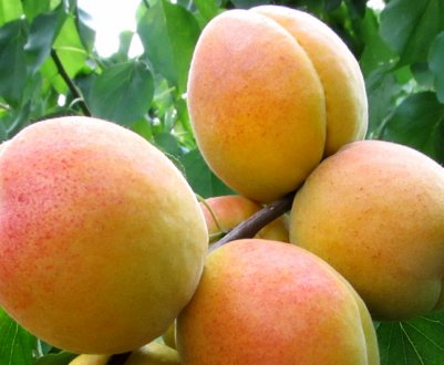 Особливості вирощування абрикоса Монастирський і догляду за ним