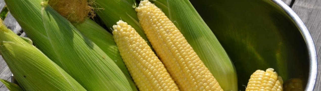 У Південній Африці посуха знизила урожай кукурудзи