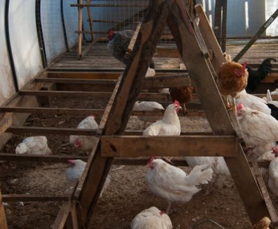 Як правильно організувати зимівлю птахів в теплиці?