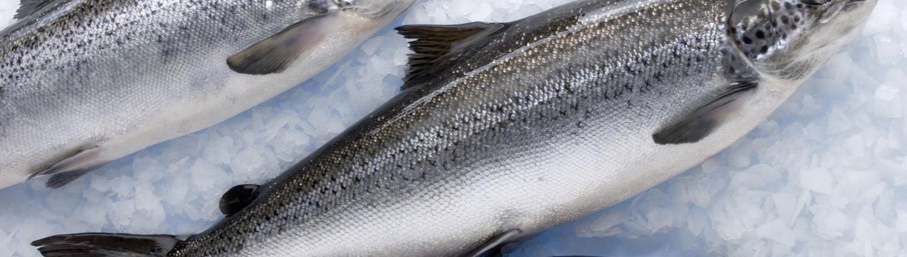 Шотландські запаси дикого лосося виснажені