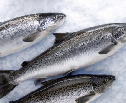 Шотландські запаси дикого лосося виснажені