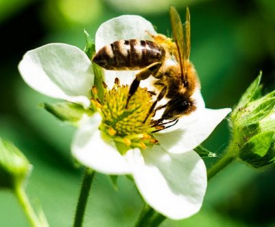 Запилення полуниці в домашніх умовах