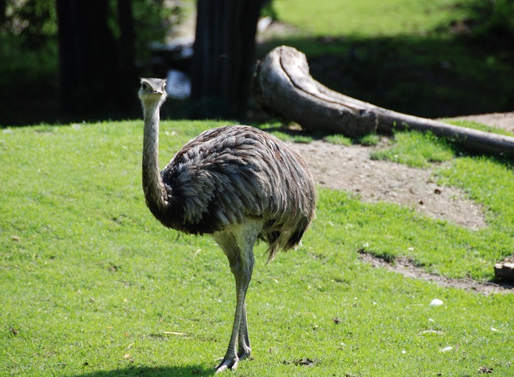Фото страус эму австралия