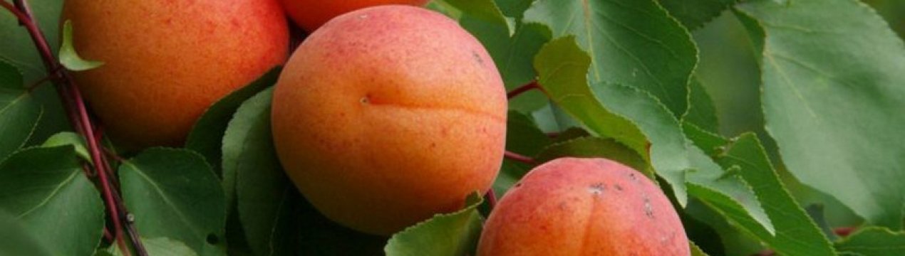 Особливості вирощування та догляду за абрикосом Харгранд
