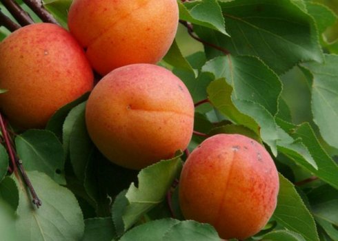 Особливості вирощування та догляду за абрикосом Харгранд