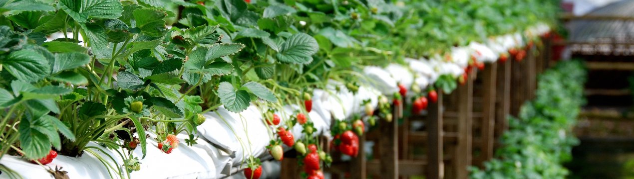 Что такое выращивание клубники в полиэтиленовых мешках. . Что такое выращивание клубники в полиэтиленовых мешках фото. Что такое выращивание клубники в полиэтиленовых мешках-. картинка Что такое выращивание клубники в полиэтиленовых мешках. картинка . Добавить в избранное