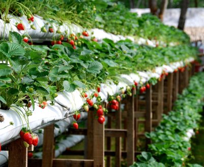 Вирощування полуниці в мішках в домашніх умовах