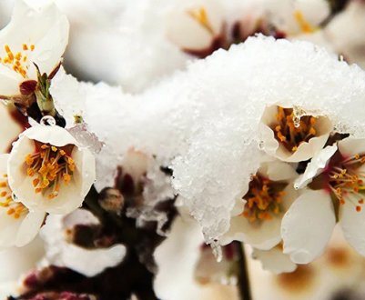 Як утеплювати абрикосові дерева на зиму?