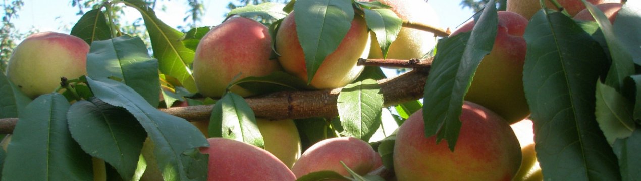 Особенности выращивания и описание персика сорта Вайн Голд