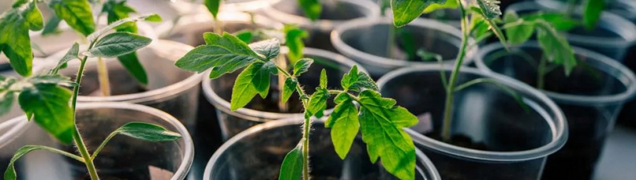 Як правильно посадити розсаду у теплиці з полікарбонату