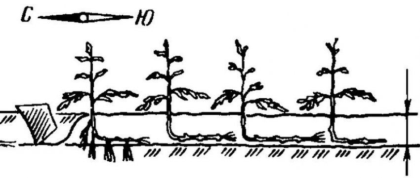Схема посадки томатів методом Маслова Схема посадки томатів методом Маслова
