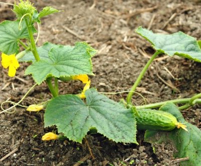 Що робити при чорному нальоті на огірках?