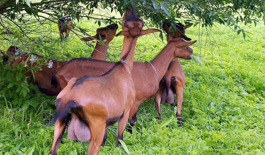 Чеські кози Чеські кози