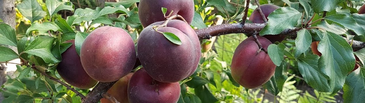 Характеристика і правила вирощування абрикоса Чорний принц