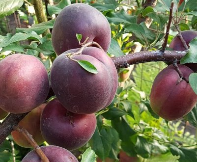 Характеристика і правила вирощування абрикоса Чорний принц