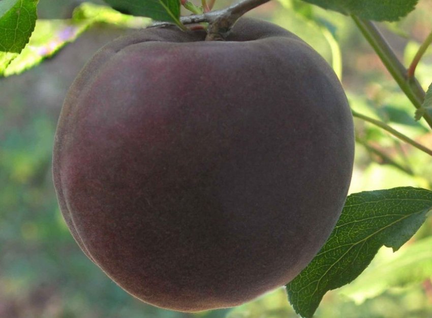 Абрикос Чорний принц Абрикос Чорний принц