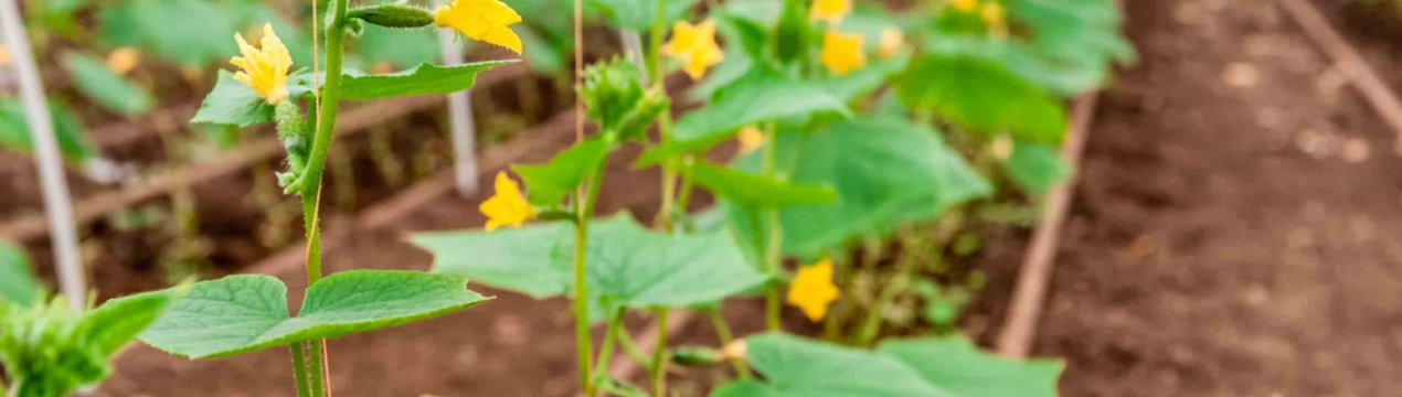 Як підготувати грунт у теплиці під посадку огірків?