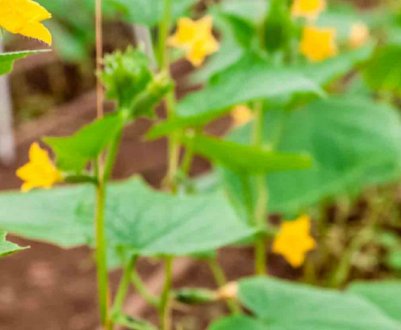 Як підготувати грунт у теплиці під посадку огірків?