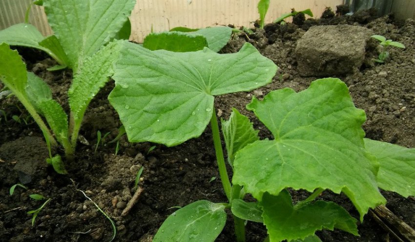 Огірки в теплиці Огірки в теплиці