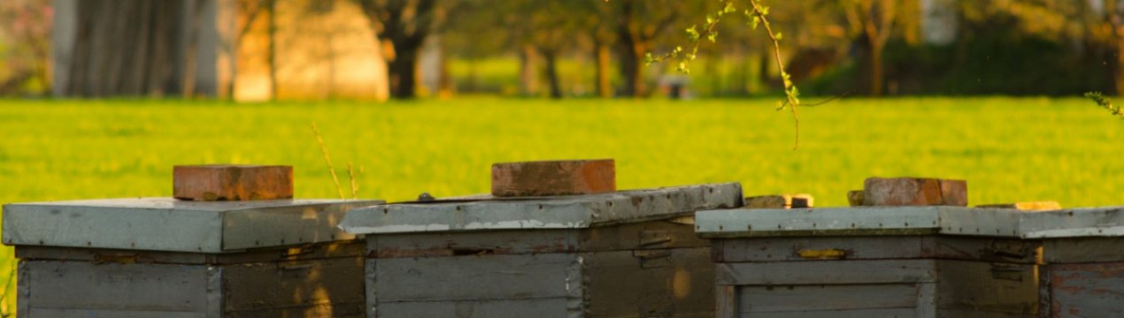 Як швидко збільшити пасіку без шкоди для медозбору?