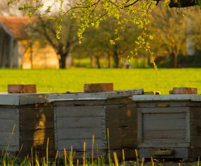 Як швидко збільшити пасіку без шкоди для медозбору?