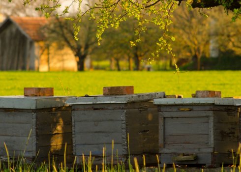 Как быстро увеличить пасеку без ущерба для медосбора?