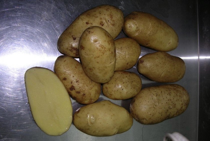 Лучшие сорта картофеля желтые: посадка и уход