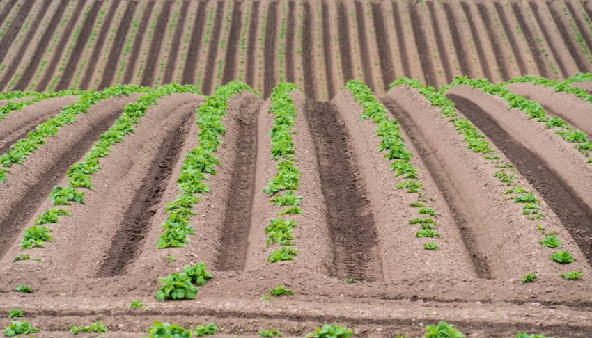 Гребневая посадка картоплі