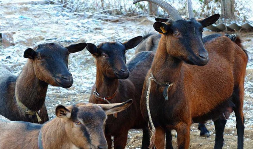 Чеські кози Чеські кози