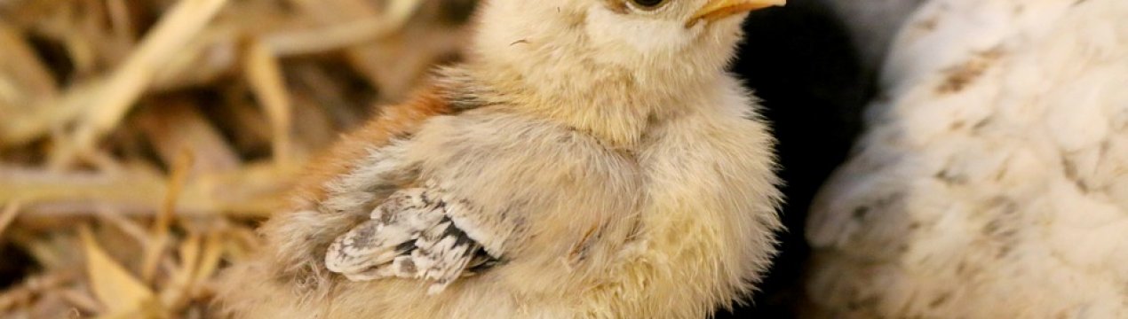 Вінницька область стала лідером птахівництва України