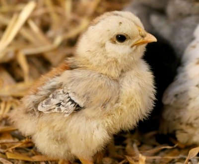 Вінницька область стала лідером птахівництва України