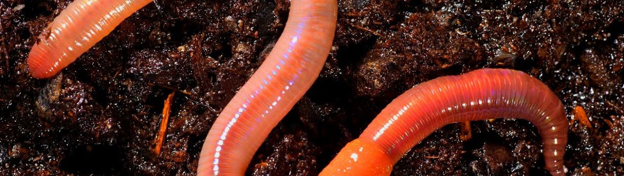 Орним землям України дуже не вистачає дощових черв'яків