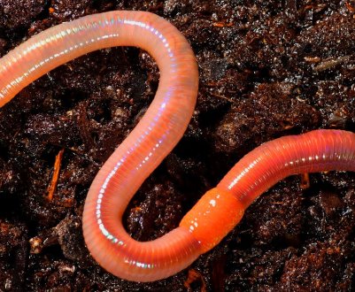 Орним землям України дуже не вистачає дощових черв'яків