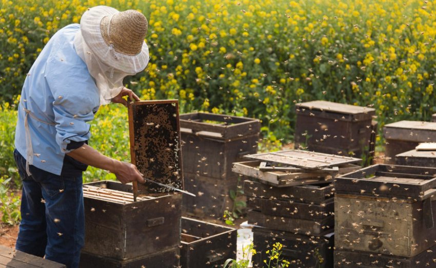 Бджолина пасіка Бджолина пасіка