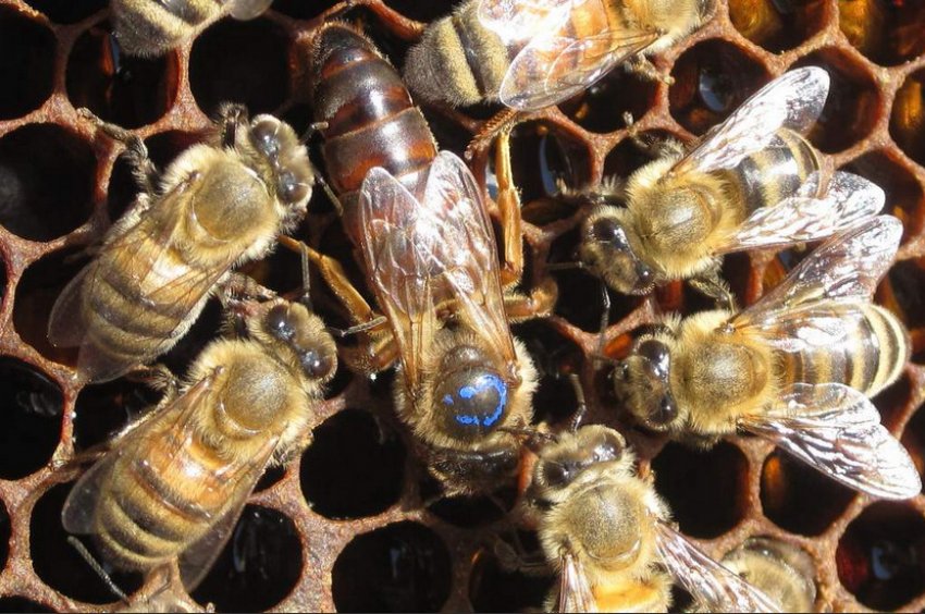 Наліт на матку Наліт на матку