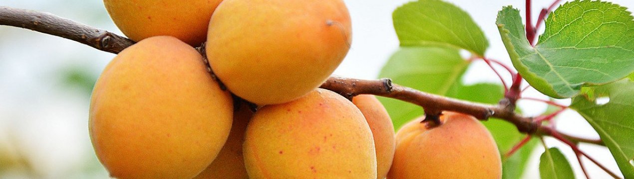 Особливості посадки і догляду за абрикосом в середній смузі