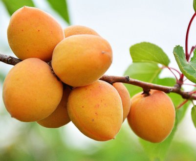 Особливості посадки і догляду за абрикосом в середній смузі