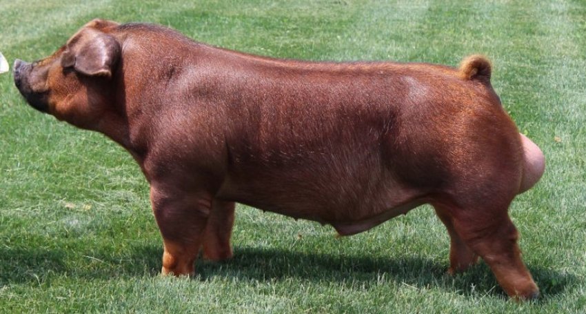 Порода свиней Дюрок Порода свиней Дюрок