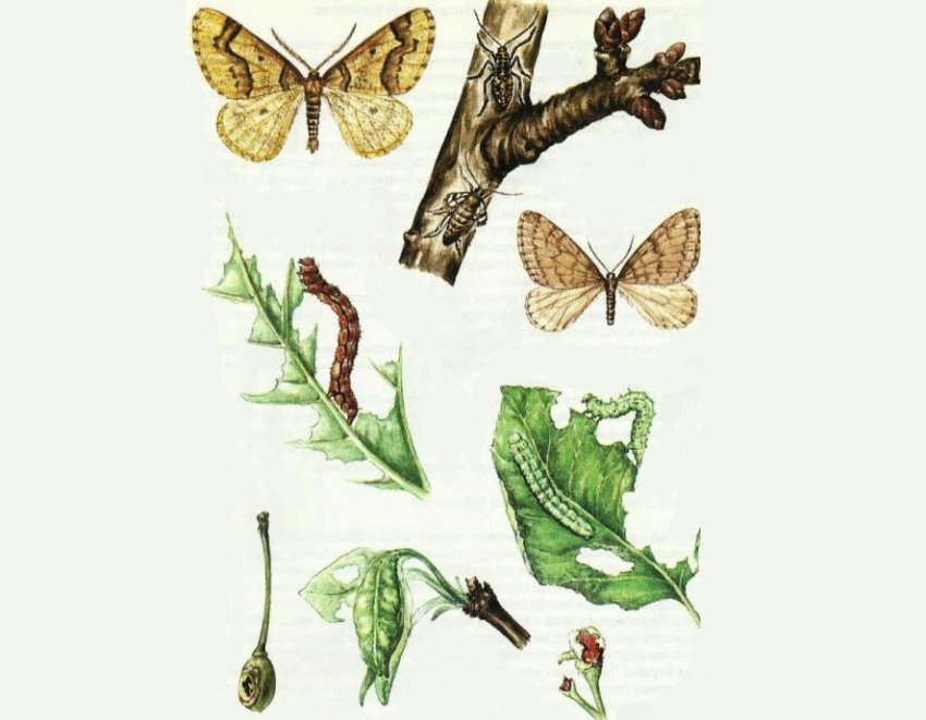 Плодова пяденица