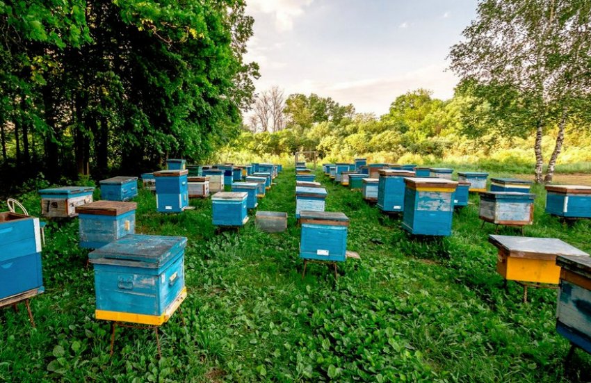 Пасіка Пасіка