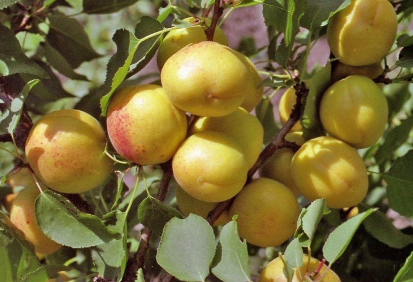 Абрикос Айсберг