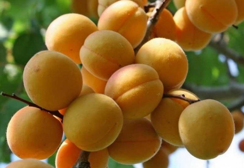 Абрикос Водолій