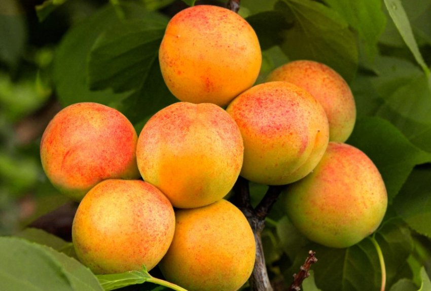 Абрикос Куйбишевський ювілейний