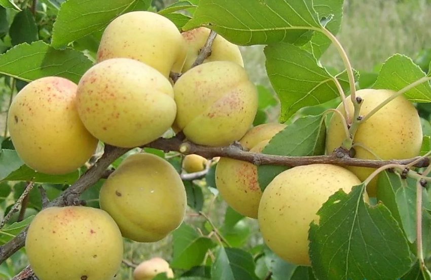 Абрикос Бурштин Поволжя