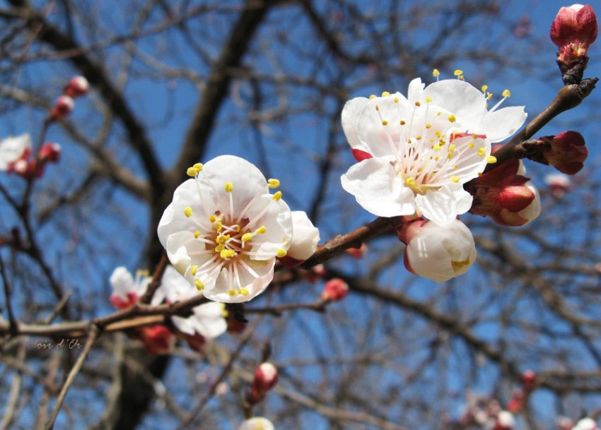 Цвітіння абрикоса